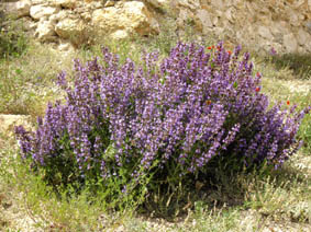 Salvia lavandulifolia